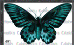 491 - Butterfly