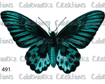 491 - Butterfly